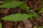 Wreath goldenrod